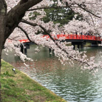 ☆弘前の桜が見たくて