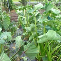 昨日の第一菜園の様子
