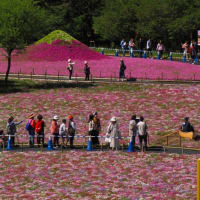 富士の芝桜まつり　　⓵　　本栖湖リゾート