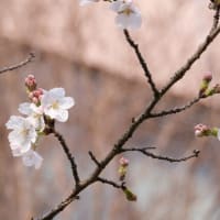 「染井吉野」開花