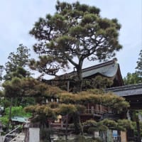 沙沙貴神社のナンジャモンジャの木