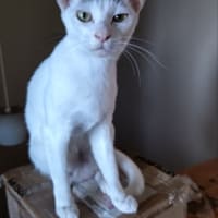 我が家のニャンズ、ら