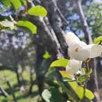 久しぶりに祖母山へ