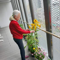 グループホームの植物事情