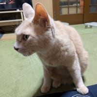 ニャンと税務署が