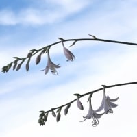 七千三日目の朝。六月の風にゆれながら擬宝珠三輪咲いて