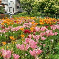 ★しながわ花海道