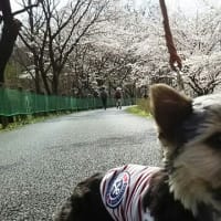 巾着田の桜！