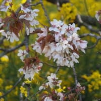 にしさんの花日記　千葉県印西市の　大桜
