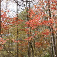 紅葉２００９。