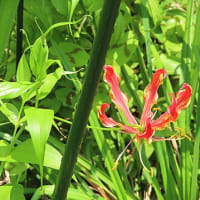 花散歩・グロリオサ