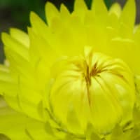 ムギワラギク　帝王貝細工　キク科　夏の切り花として最高の人気花です。今日の野鳥：セッカ