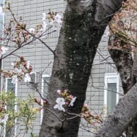 桜の季節＆６席だけのエペクープランチ