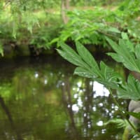 みどりの池。