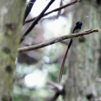 今日のサンコウチョウ