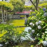 夏越の大祓「亀戸天神」