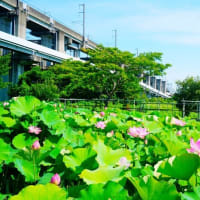 古代蓮が見頃です！前編（埼玉県上尾市原市沼 2025.7.22 撮影）