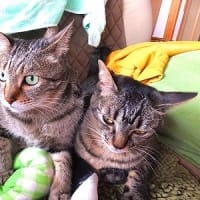 キジキジ毛づくろい
