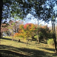 第３段　都立桜ケ丘公園　'19-11-29
