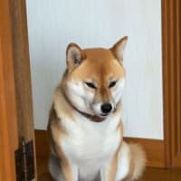チリトマトヌードルにトマト１個をIN！
