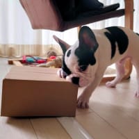 ダンボール遊び