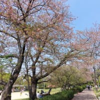 桜吹雪が舞う夏日の公園