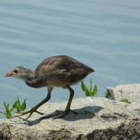 バンの幼鳥