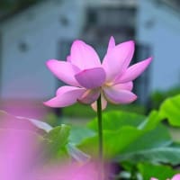 プール開き、訪問診療、訪問看護