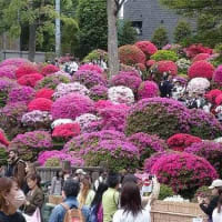 根津神社　つつじまつり