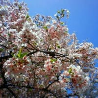 桜を見ながらシューベルトの交響曲を聴く