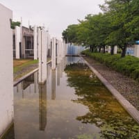 ６月のひまわり