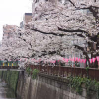 雨の中での目黒川の桜は週末の混雑に比べてほどよく空いていた