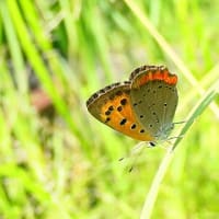 梅雨時の楽しみ「晴写雨読」