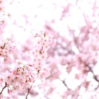 さくら