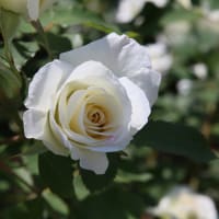 薔薇の咲く夏の日2-2