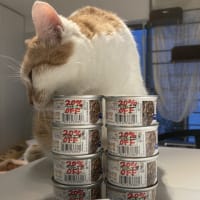 本日の猫たち#230