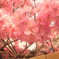 あたたかくなりましたね。