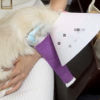 犬の骨折ギプスで治療中！