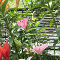 我が家の百合の花達