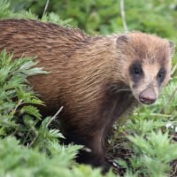 あ、あなぐまが家に侵入！