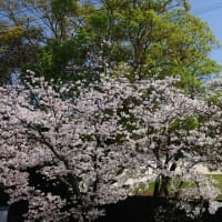 久商桜