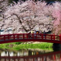 桜100選の臥竜公園の桜