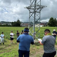 生育良好！石巻地域さつまいも現地検討会を開催