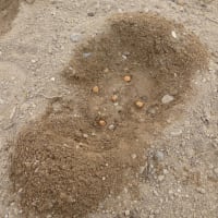 苺・玉ねぎ苗の定植とエンドウの種蒔き
