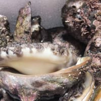 蝦夷鮑で満腹になってしまいました！！