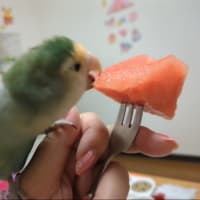 ポッポちゃんのご飯を買いに🌞