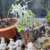 ウスユキソウの白の潔さよ
