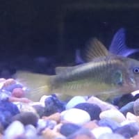 今週の入荷魚　6月7日