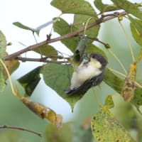 シジュウカラと葉巻虫　