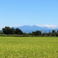 田圃の草刈り